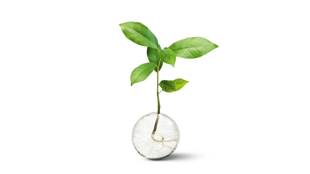 Pflanze wächst aus Glaskugel